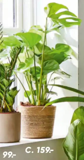 Bilka Grønne planter tilbud