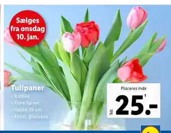 Tulipaner