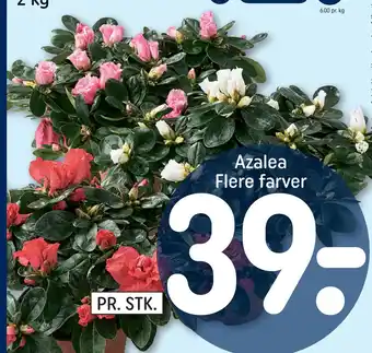 REMA 1000 Azalea flere farver tilbud