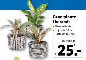 Lidl Grøn plante i keramik tilbud
