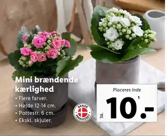 Lidl Mini brændende kærlighed tilbud