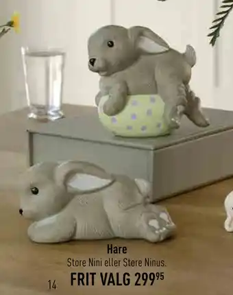 Hare