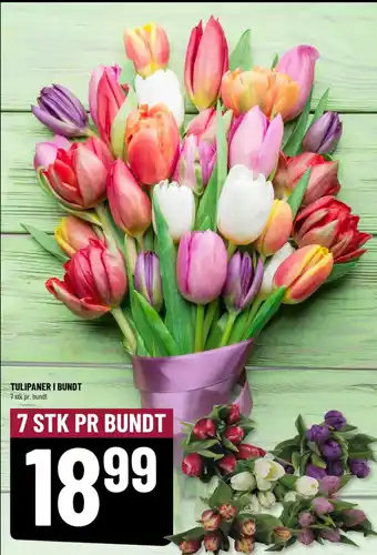 Løvbjerg TULIPANER I BUNDT tilbud