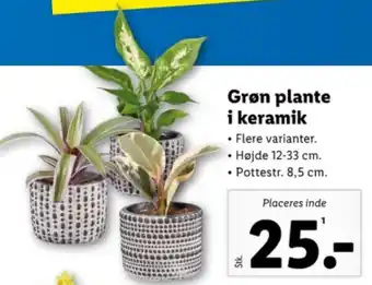 Lidl Grøn plante i keramik tilbud