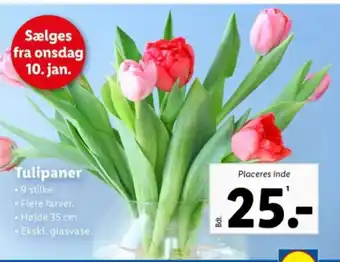 Lidl Tulipaner tilbud