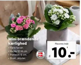 Lidl Mini brændende kærlighed tilbud