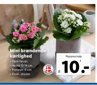 Lidl Mini brændende kærlighed tilbud