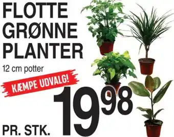 ABC Lavpris FLOTTE GRØNNE PLANTER tilbud