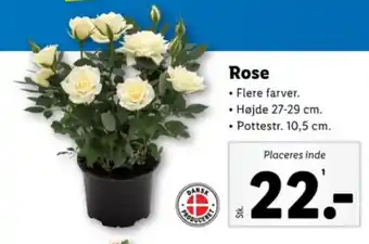 Lidl Rose tilbud