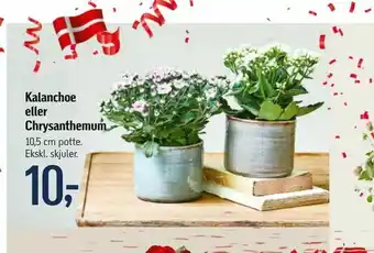 Føtex Kalanchoe eller Chrysanthemum tilbud