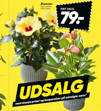 Bilka Blomster tilbud