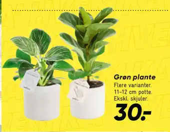 Bilka Grøn plante tilbud