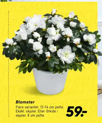 Bilka Blomster tilbud