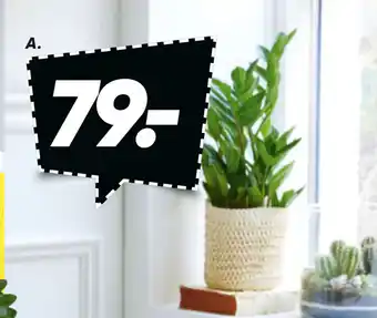 Bilka Grønne planter tilbud