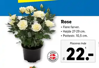 Lidl Rose tilbud