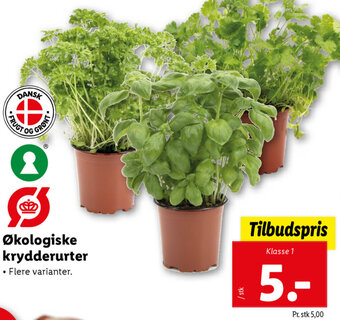 Lidl Økologiske Krydderurter tilbud