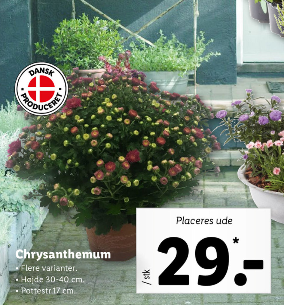 Chrysanthemum tilbud hos Lidl