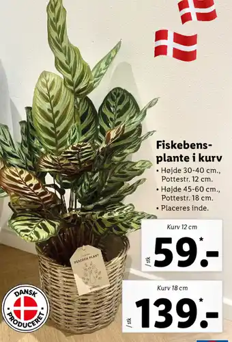 Lidl Fiskebens-Plante i Kurv 18 cm tilbud