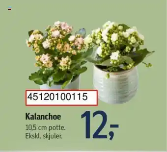 Føtex Kalanchoe tilbud