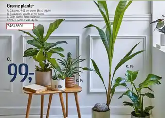 Føtex Grønne planter tilbud