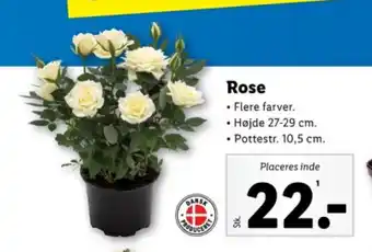 Lidl Rose tilbud