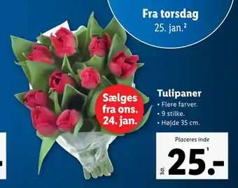 Tulipaner