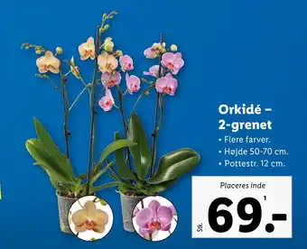 Lidl Orkidé – 2-grenet tilbud