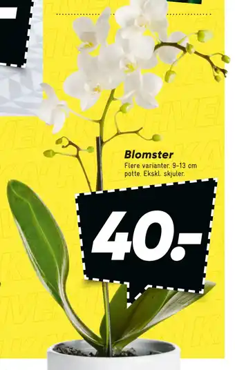 Bilka Blomster tilbud