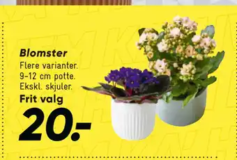 Bilka Blomster tilbud