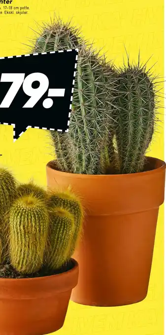 Bilka Grønne planter tilbud