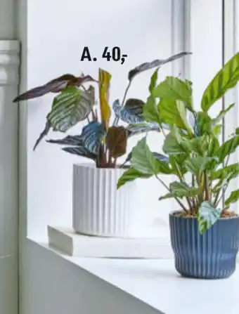 Føtex Grønne planter tilbud