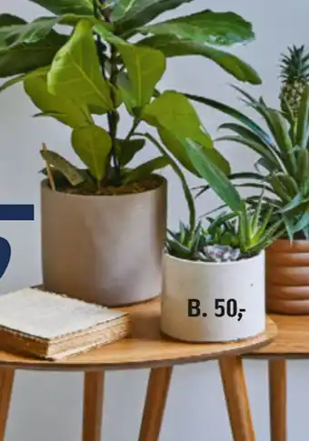Føtex Grønne planter tilbud