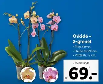 Lidl Orkidé - 2-grenet tilbud
