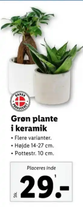 Lidl Grøn plante i keramik tilbud