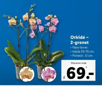 Lidl Orkidé - 2-grenet tilbud