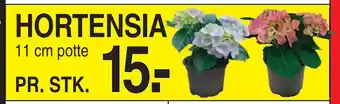 ABC Lavpris HORTENSIA tilbud