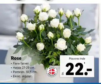 Lidl Rose tilbud