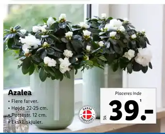 Lidl Azalea tilbud