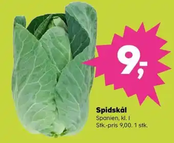 Spidskål
