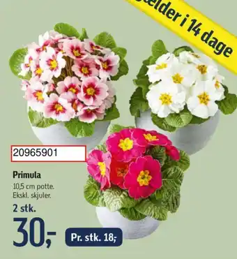 Føtex Primula 10,5 cm potte. Ekskl. skjuler. 2 stk. tilbud