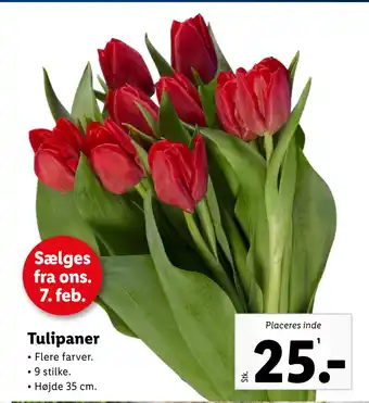 Lidl Tulipaner tilbud