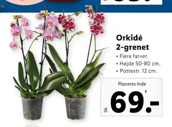 Lidl Orkidé 2-grenet tilbud
