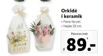Lidl Orkidé i keramik tilbud