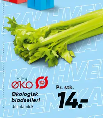 Bilka Økologisk bladselleri tilbud