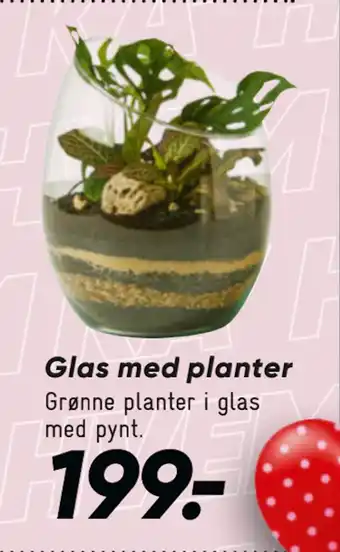 Bilka Glas med planter tilbud