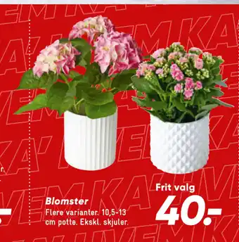 Bilka Blomster tilbud