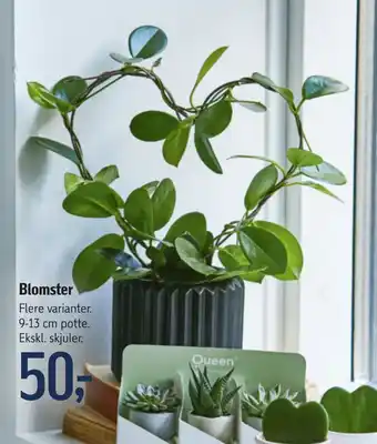 Føtex Blomster tilbud