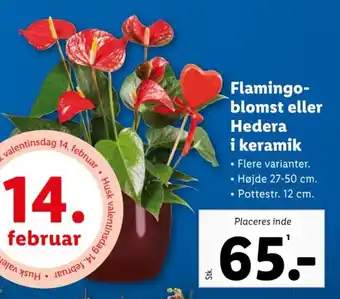 Lidl Flamingo-blomst eller Hedera i keramik tilbud