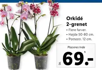 Lidl Orkidé 2-grenet tilbud