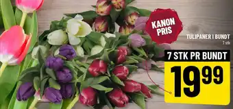 TULIPANER I BUNDT